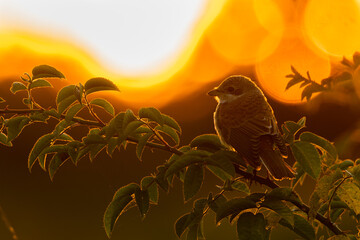 Red-backed shrike (Lanius collurio) male, beautiful songbird sitting on a branch at sunset. Shrike silhouette with orange background. Wildlife scene from nature. Czech Republic