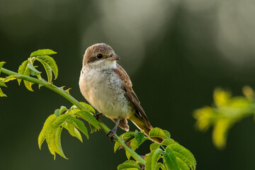 Red-backed shrike (Lanius collurio) male, beautiful songbird sitting on a branch at sunset. Shrike silhouette with orange background. Wildlife scene from nature. Czech Republic