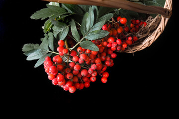 Wicker basket with bunch of red mountain ash berries. Autumn berries on a black background.