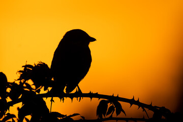 Red-backed shrike (Lanius collurio) male, beautiful songbird sitting on a branch at sunset. Shrike silhouette with orange background. Wildlife scene from nature. Czech Republic
