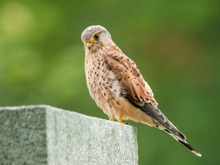 Common kestrel (Falco tinnunculus) a beautiful bird of prey sitting on a grave with soft background. Detailed portrait of a kestrel in its habitat. Wildlife scene from nature. Austria