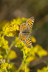 Ansicht eines kleinen Perlmuttfalters auf einer Wiese.