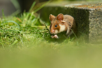 European hamster (Cricetus cricetus) an adorable furry mammal living in the fields. Detailed portrait of a wild cute animal sitting in the grass with soft green background. Austria