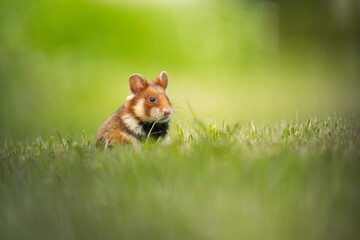 European hamster (Cricetus cricetus) an adorable furry mammal living in the fields. Detailed portrait of a wild cute animal sitting in the grass with soft green background. Austria