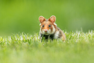 European hamster (Cricetus cricetus) an adorable furry mammal living in the fields. Detailed portrait of a wild cute animal sitting in the grass with soft green background. Austria