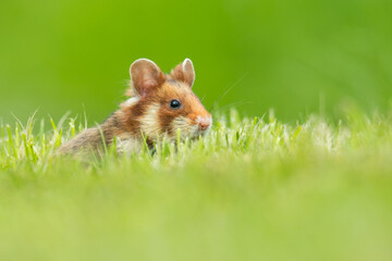 European hamster (Cricetus cricetus) an adorable furry mammal living in the fields. Detailed portrait of a wild cute animal sitting in the grass with soft green background. Austria