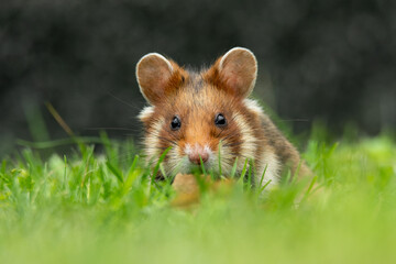 European hamster (Cricetus cricetus) an adorable furry mammal living in the fields. Detailed portrait of a wild cute animal sitting in the grass with soft green background. Austria