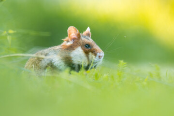 European hamster (Cricetus cricetus) an adorable furry mammal living in the fields. Detailed portrait of a wild cute animal sitting in the grass with soft green background. Austria