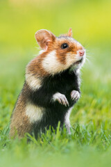European hamster (Cricetus cricetus) an adorable furry mammal living in the fields. Detailed portrait of a wild cute animal sitting in the grass with soft green background. Austria