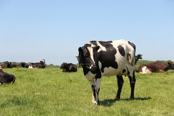 Large black and white cow stands watching while others in the herd lie relaxing and chewing the cud, unaware that they are the centre of much debate about. Methane levels and global warming.