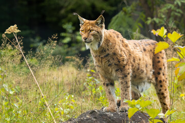 Eurasian lynx (Lynx lynx) standing on a rock in the forest. Beautiful brown and orange furry mammal in its environment with soft background. Wildlife scene from nature. 