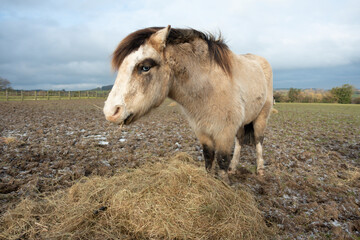 Lone pony stands in muddy field eating hay that has been dropped on the ground for him on a cold...