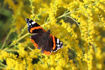 Ein Admiral, Schmetterling sitzt auf einer gelben Pflanze.