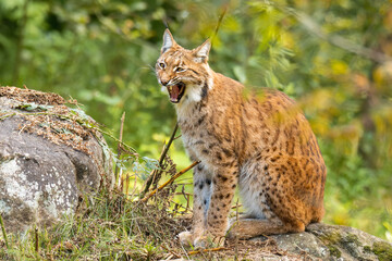 Eurasian lynx (Lynx lynx) standing on a rock in the forest. Beautiful brown and orange furry mammal in its environment with soft background. Wildlife scene from nature. 