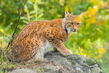 Eurasian lynx (Lynx lynx) standing on a rock in the forest. Beautiful brown and orange furry mammal in its environment with soft background. Wildlife scene from nature. 