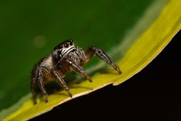 Jumping spider (Salticidae) sitting on a leaf. Cute small brown spider in its habitat. Insect detailed portrait with soft green background. Wildlife scene from nature. Czech Republic