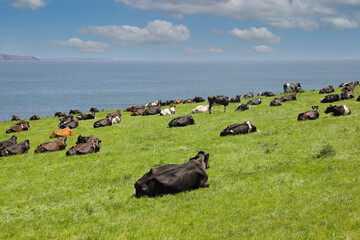 A herd of dairy cattle lie on grassy bank overlooking the sea in Pembrokeshire, chewing the cud and...