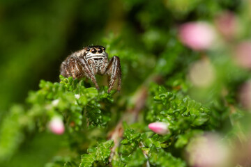 Jumping spider (Salticidae) sitting on a leaf. Cute small brown spider in its habitat. Insect detailed portrait with soft green background. Wildlife scene from nature. Czech Republic