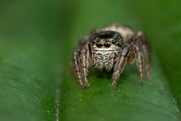 Jumping spider (Salticidae) sitting on a leaf. Cute small brown spider in its habitat. Insect detailed portrait with soft green background. Wildlife scene from nature. Czech Republic