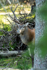 Red deer (Cervus elaphus)  in the forest. Beautiful brown majestic mammal in its environment in rutting season with soft background. Wildlife scene from nature. 
