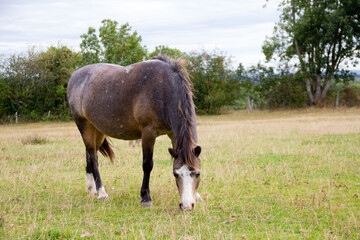 Fat and happy, pony munching on yet more grass in field in shropshire, despite the fact that it...