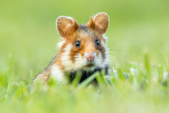 Fototapeta European hamster (Cricetus cricetus) an adorable furry mammal living in the fields. Detailed portrait of a wild cute animal sitting in the grass with soft green background. Austria