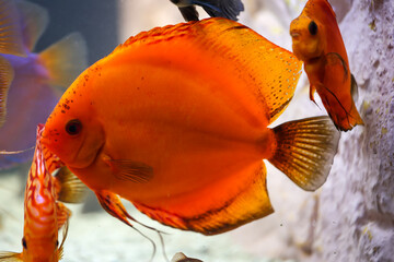 Blick auf Diskusfische, die im bepflanzten Aquarium schwimmen. Tropische Fische.
