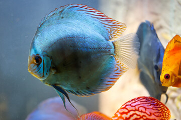 Blick auf Diskusfische, die im bepflanzten Aquarium schwimmen. Tropische Fische.
