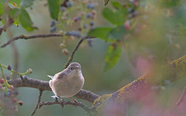 Subalpine Warbler (Sylvia cantillans), Greece