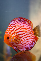 Blick auf Diskusfische, die im bepflanzten Aquarium schwimmen. Tropische Fische.
