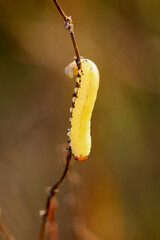 Die gelbe Raupe oder die Larve einer Blattwespe an einer Wiesenpflanze.