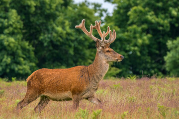 Side view of a red deer stag with woodland background