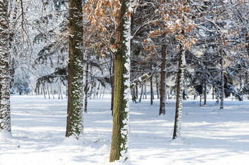 Trees and ate in the city park are covered with snow.