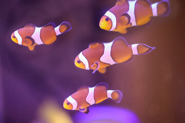 Portrait eines Anemonenfisch im Aquarium, Nemo im Aquarium.
