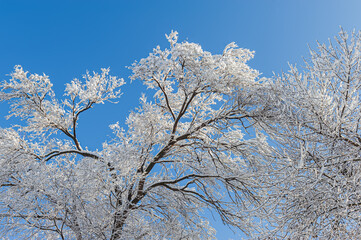 Hardwood branches are covered with snow in a sunny day in the park.