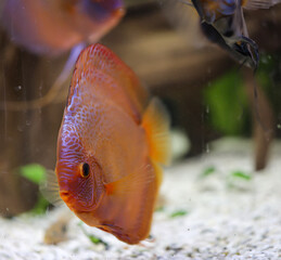 Blick auf Diskusfische, die im bepflanzten Aquarium schwimmen. Tropische Fische.
