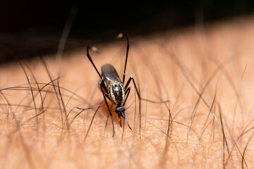 mosquito sucking blood