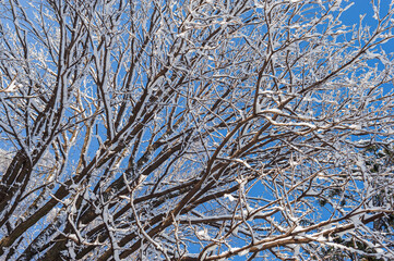 Hardwood branches are covered with snow in a sunny day in the park.