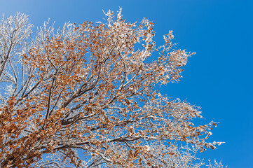 Trees branches with dry foliage covered with snow.