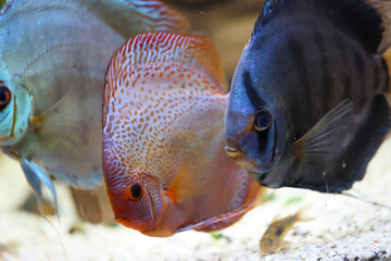 Blick auf Diskusfische, die im bepflanzten Aquarium schwimmen. Tropische Fische.
