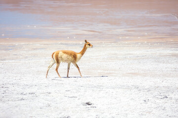 Portrait of a vicuna (Vicugna vicugna) by the Chalviri lagoon, Uyuni salt flat desert, Bolivia.