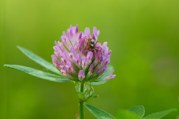 Fototapeta premium spider on Red Clover, Trifolium pratense, in a typical meadow environment. delicate flower, on a light green natural background. macro nature. wild flower. pink clover, flower in the field. close-up