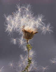 Flying seeds of dry thistle flower Carduus. Wild meadow plant Carduus acanthoides.