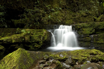 Fototapeta premium Waterfall in the New Zealand Rain Forest