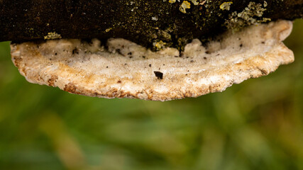 Baumpilz an einem morschen Ast