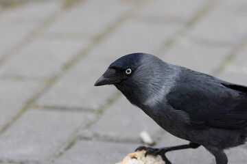 The western jackdaw (Coloeus monedula), also known as the Eurasian jackdaw, the European jackdaw, or simply the jackdaw
