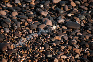 Pebbles on the seashore. Wet pebbles. The surf line. Sea foam. Close-up. Selective focus. Natural background.
