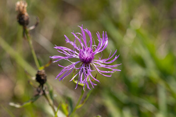 Pink flower in the meadow