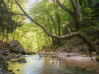 small river deep in the green woods. wonderful springtime scenery of mountains countryside. clear water among forest and rocky shore. wooden fence on the river bank.