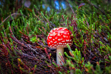 Amanita muscaria during Autumn Season in Garibaldi Provincial Park, British Columbia, Canada.